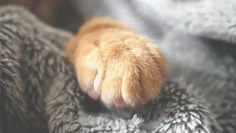 Мать троих детей в Атырауской области вешала кошек, чтобы «успокоиться»