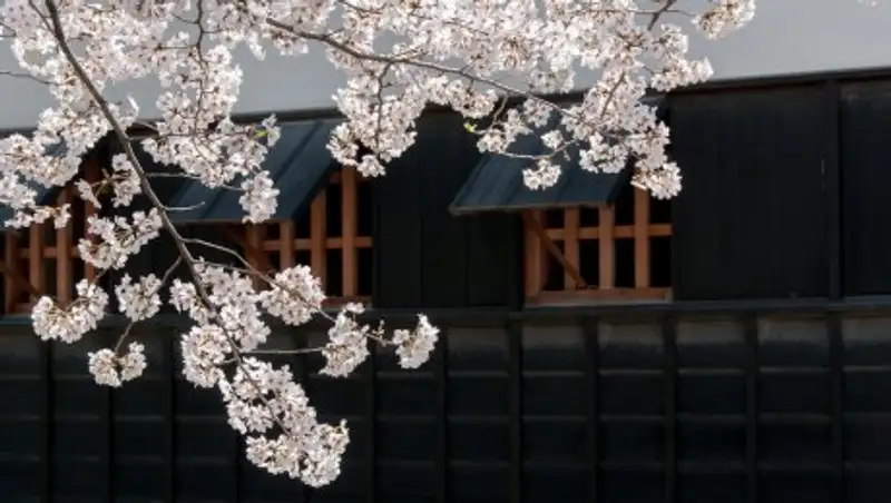 В Астане пройдет Международный фестиваль искусств "Японская весна"