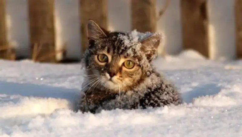 В Казахстане в ближайшие 3 дня ожидаются дожди, снег и метели