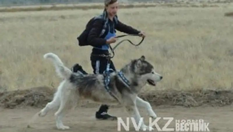 В Шахтинске прошли гонки на собаках