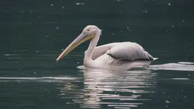 птица, фото - Новости Zakon.kz от 31.01.2023 23:11