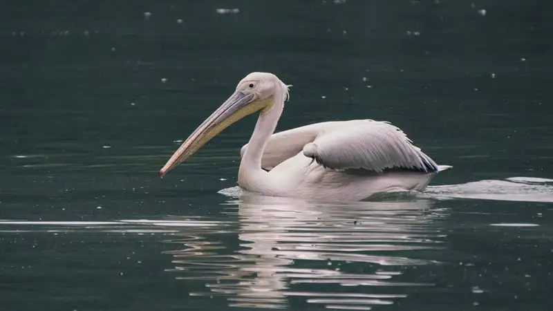 В Мангистау краснокнижный пеликан прятался во дворе нежилого дома