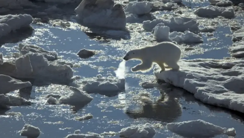 Пол Никлен: творец с Баффиновой земли
