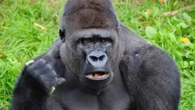 mosoah, фото - Новости Zakon.kz от 13.06.2020 08:52