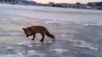 Скриншот с видео, фото - Новости Zakon.kz от 20.01.2018 19:57