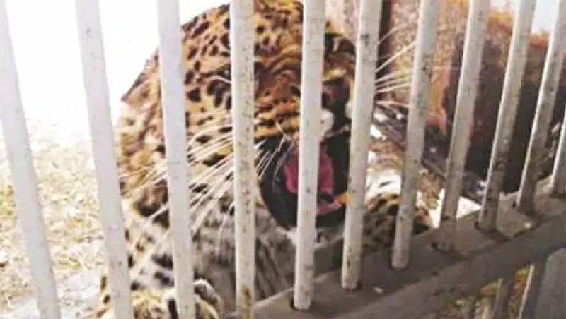 Администрацию карагандинского зоопарка не накажут за скормленного ягуарам медвежонка  