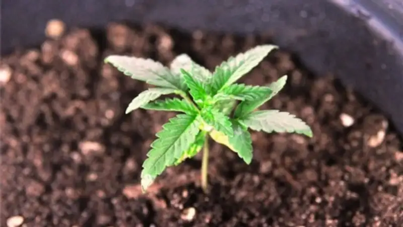 В ЗКО суд приговорил мужчину к общественным работам за выращивание конопли