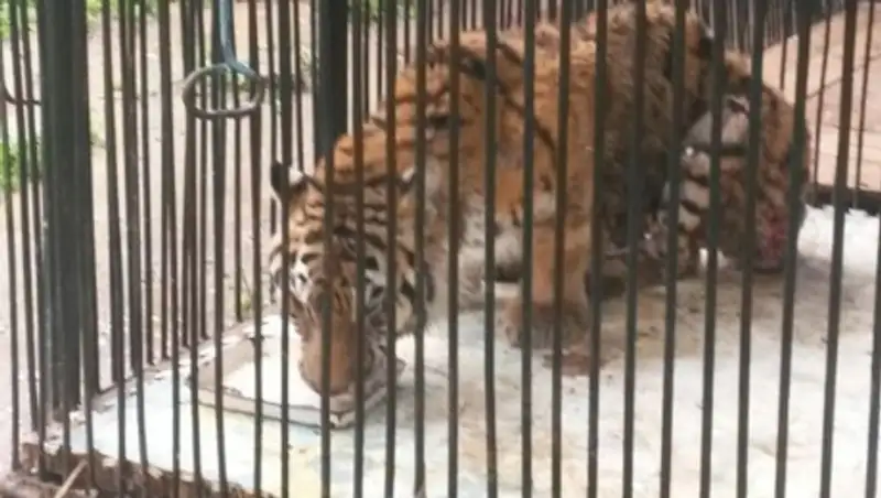 В зоопарке Алматы умерла тигрица Куралай