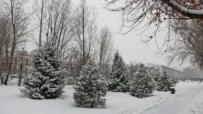 ДЧС, обращение, гололед, фото - Новости Zakon.kz от 08.12.2021 16:14