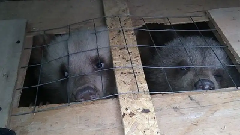 На казахстанско-российской границе задержали контрабанду – четырех медвежат