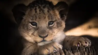 pixabay.com, фото - Новости Zakon.kz от 19.02.2019 09:48