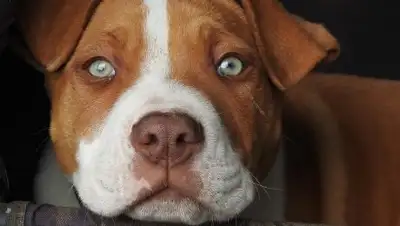 pixabay.com, фото - Новости Zakon.kz от 04.02.2019 23:38