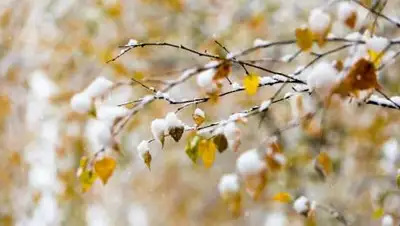 4news, фото - Новости Zakon.kz от 24.10.2020 06:00