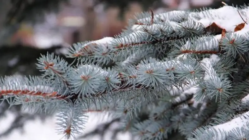Ночь снегом, будто белым покрывалом, укрыла город мой: Алматы завалило снегом