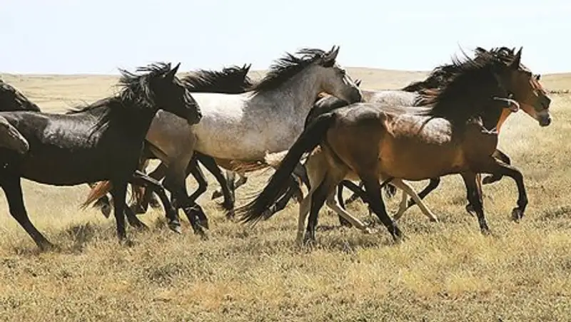 В Казахстане могут ужесточить наказание за скотокрадство