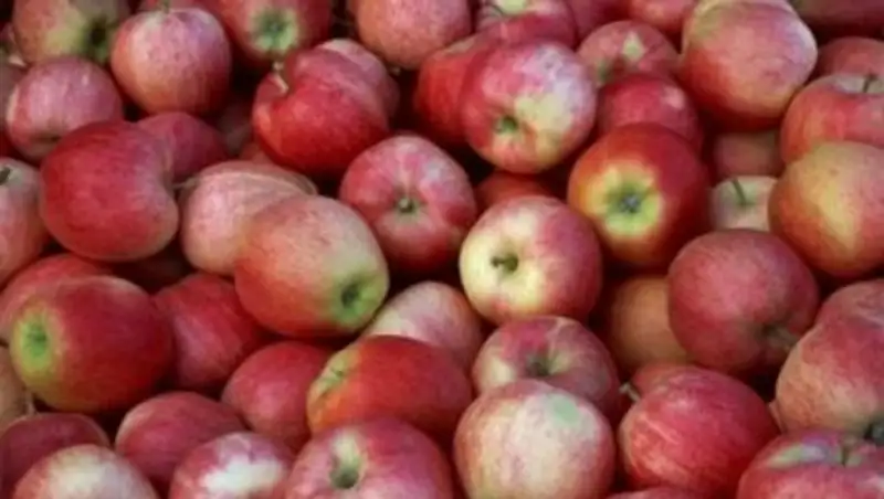 В Жамбылской области состоялся семинар о технологиях интенсивного садоводства