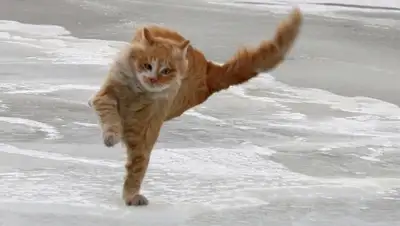 Zakon.kz, фото - Новости Zakon.kz от 24.03.2016 20:09