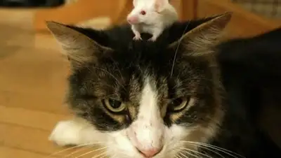 Zakon.kz, фото - Новости Zakon.kz от 04.07.2015 03:20