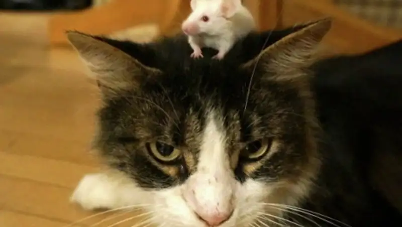 Российские биологи выяснили, почему некоторые мыши не боятся кошек