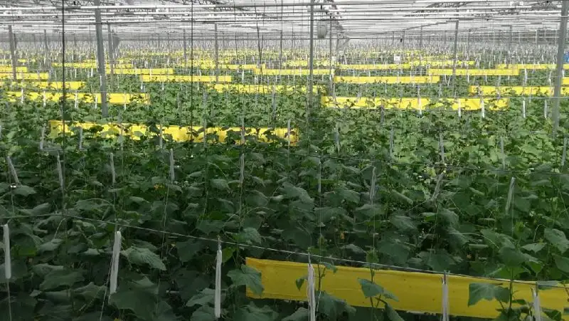 В Алматинской области действует крупный тепличный комплекс