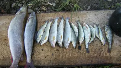 pikabu.ru, фото - Новости Zakon.kz от 10.10.2019 00:10