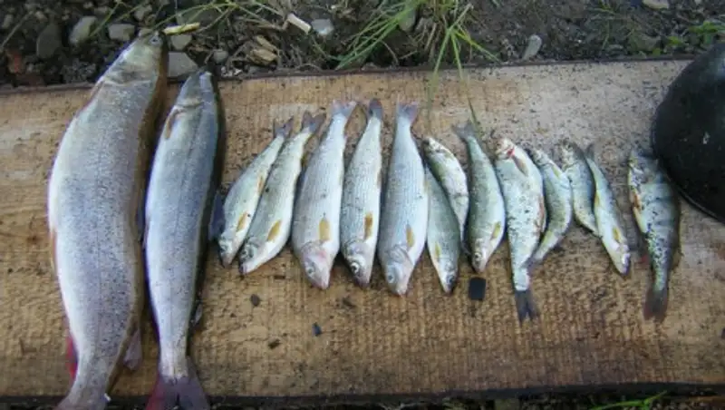 У браконьеров в ВКО изъяли тонну рыбы