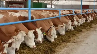 Zakon.kz, фото - Новости Zakon.kz от 22.09.2017 11:26