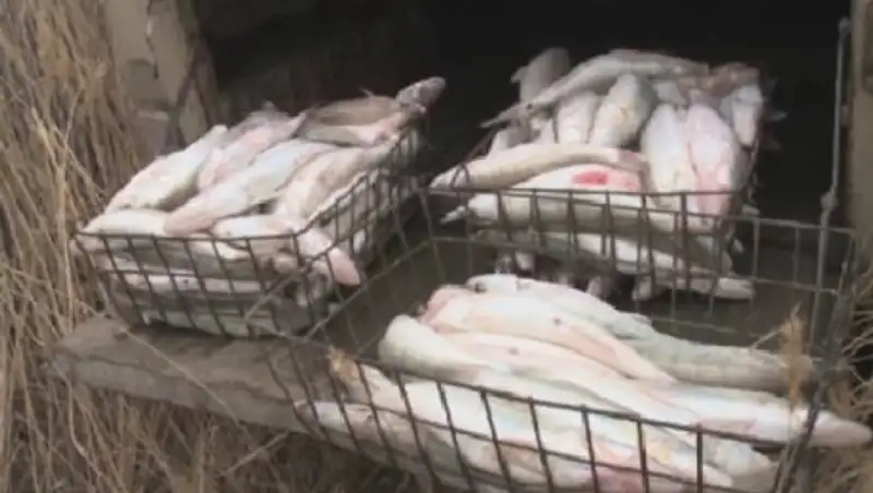 У браконьеров в Алматинской области изъяли 11 тонн рыбы