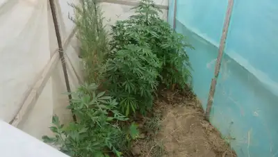 растения, фото - Новости Zakon.kz от 24.06.2022 19:10