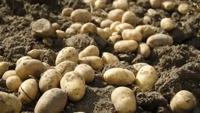 Zakon.kz, фото - Новости Zakon.kz от 14.07.2017 12:15