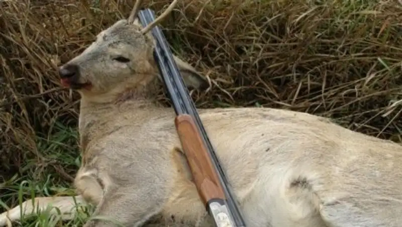 Браконьеры действуют в сговоре с госорганами – мажилисмен