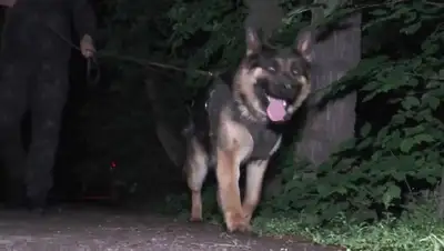 служебная собака, драка , фото - Новости Zakon.kz от 06.05.2022 12:48