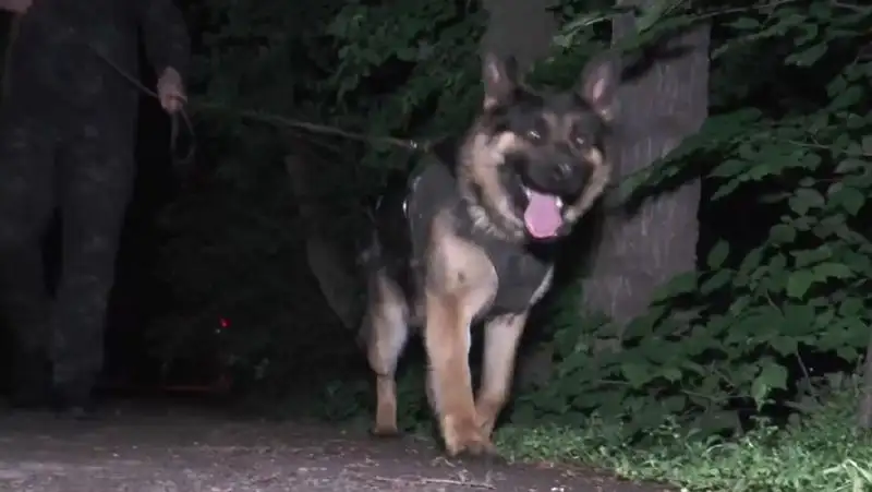 Массовая драка в Алматы – полицейская собака помогла найти зачинщиков