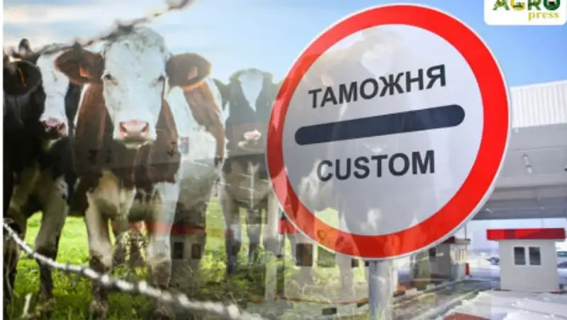 Полсотни нелегальных коров завез в Казахстан фермер из СКО