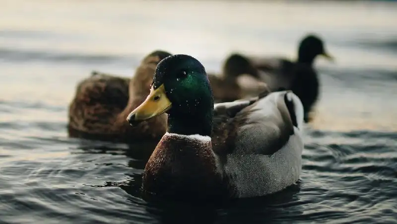 В Туркестанской области браконьеры застрелили 26 птиц