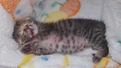 © Foto: Bettie Bee / Facebook, фото - Новости Zakon.kz от 23.12.2017 23:37