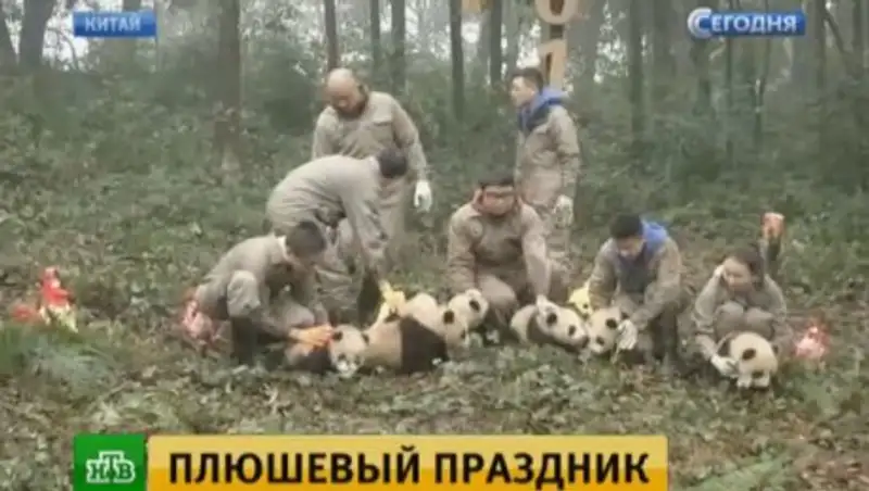 Маленькие панды отметили китайский Новый год