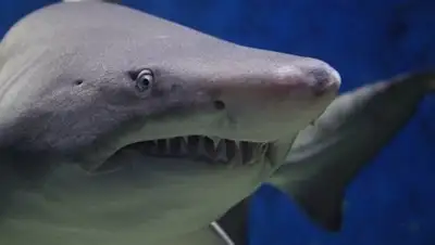 Pixabay, фото - Новости Zakon.kz от 24.06.2020 16:40