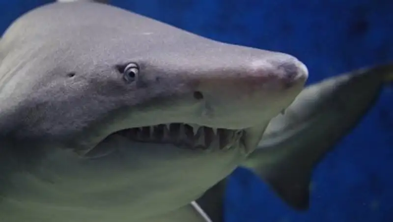 Пловец схватил акулу голыми руками и раскрыл ее пасть