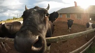 Zakon.kz, фото - Новости Zakon.kz от 30.08.2016 04:43