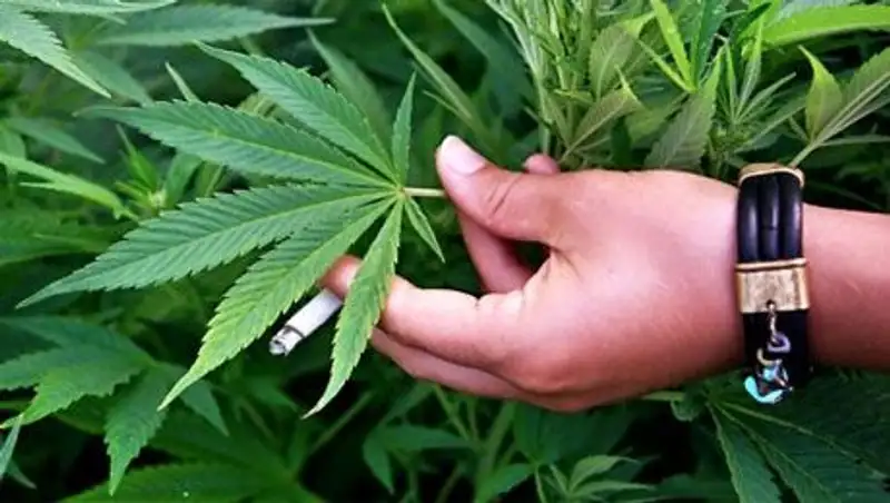 Штат Нью-Йорк легализует продажу марихуаны в лечебных целях