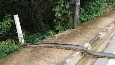 CC0 / Gellinger /, фото - Новости Zakon.kz от 24.06.2018 01:17