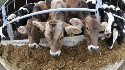 фермерское хозяйство, фото - Новости Zakon.kz от 04.12.2021 07:11