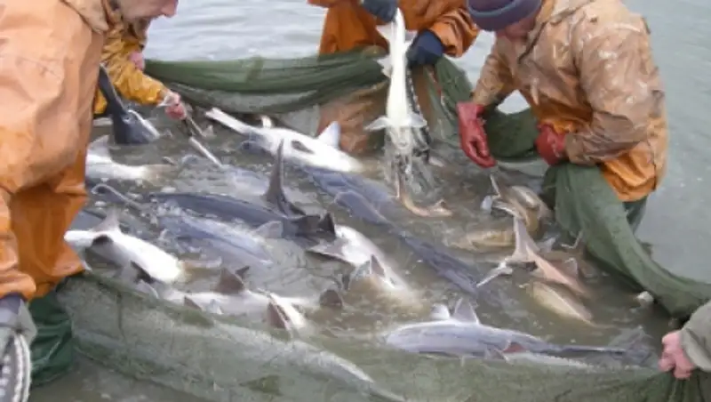 Количество осетровых в Каспии находится на критическом уровне