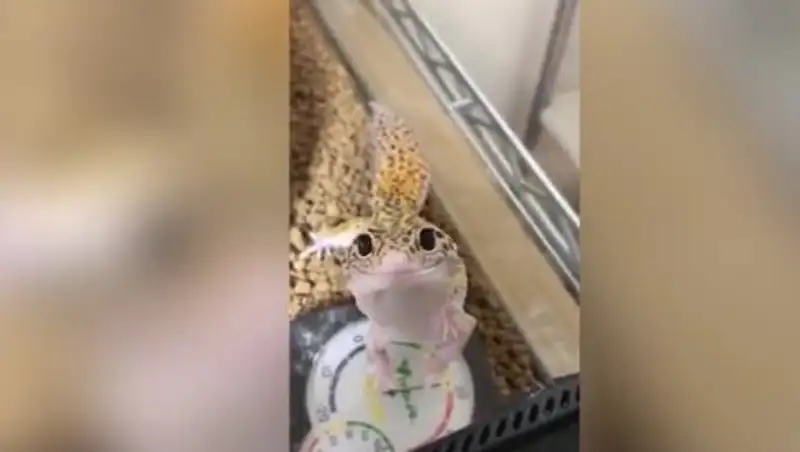 Ящерица-подлиза покорила пользователей Сети