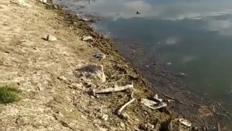 Грязное озеро с мертвой рыбой нашли в Алматы