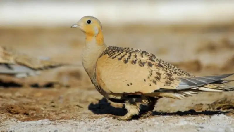 Двое жителей ВКО подозреваются в истреблении исчезающего вида птиц