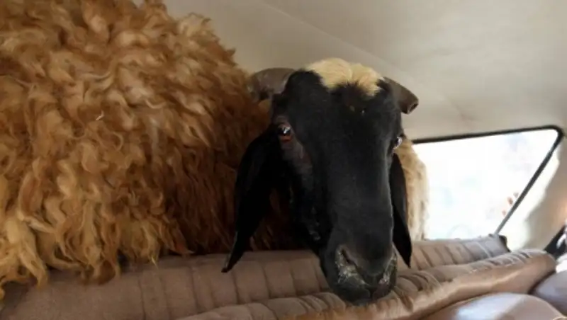 Павлодарские полицейские вернули овец хозяину, который и не подозревал об их краже