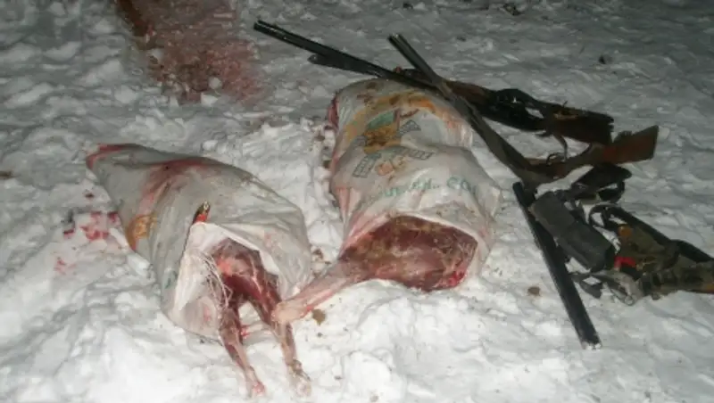 Двум жителям СКО грозит уголовная ответственность за отстрел косуль