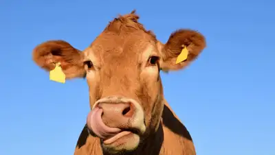 Pixabay, фото - Новости Zakon.kz от 03.06.2020 13:54